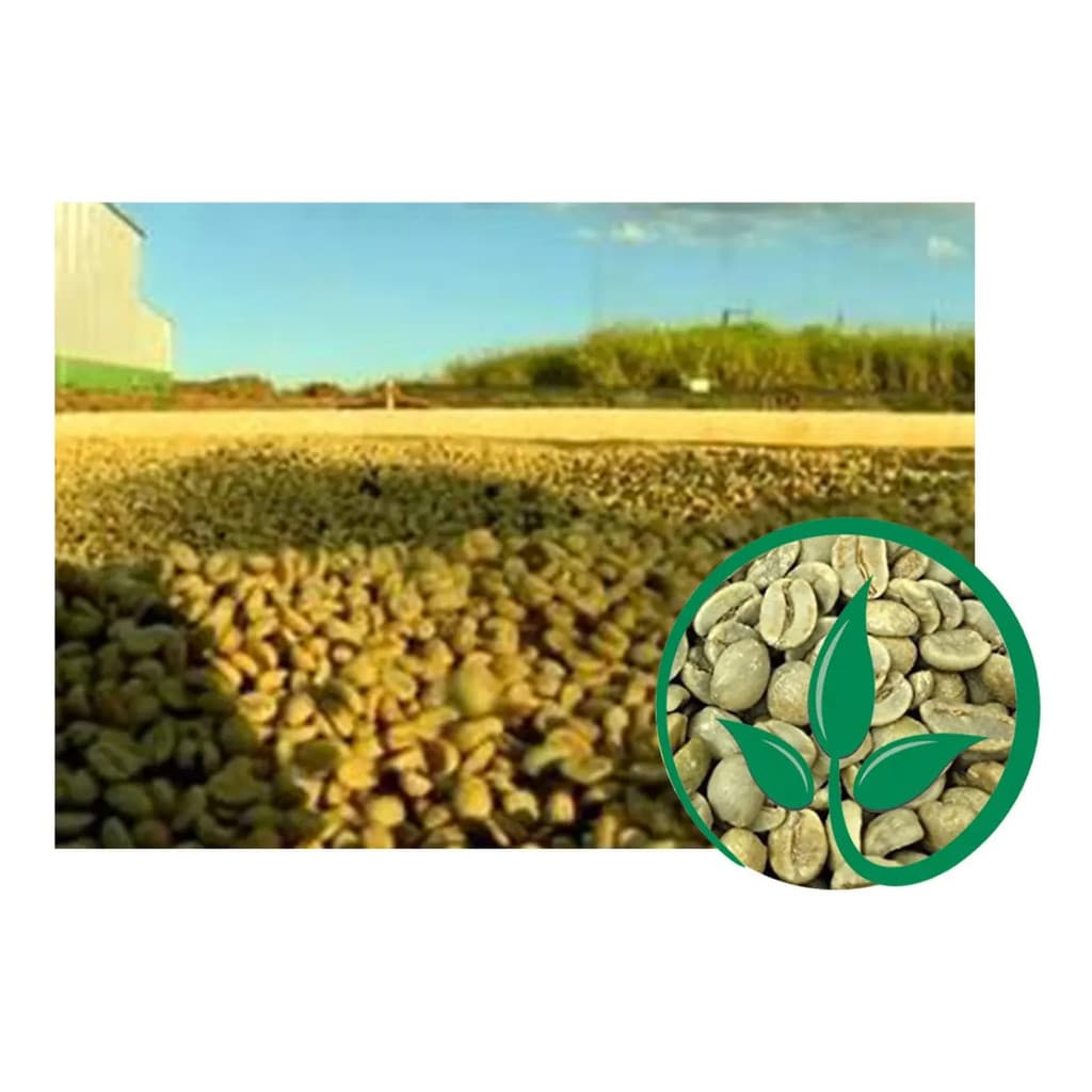 2kg Café Arabica Cru Em Grãos Para Torrar Café Limpo