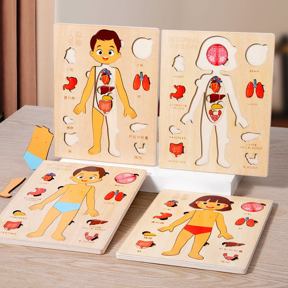 Brinquedos Montessori infantis de madeira, quebra-cabeça de órgãos humanos, brinquedos educativos para a educação pré-es