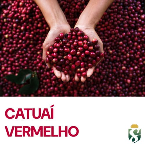 CAFE VERMELHO MOIDO OU EM GRAOS SANFELICE