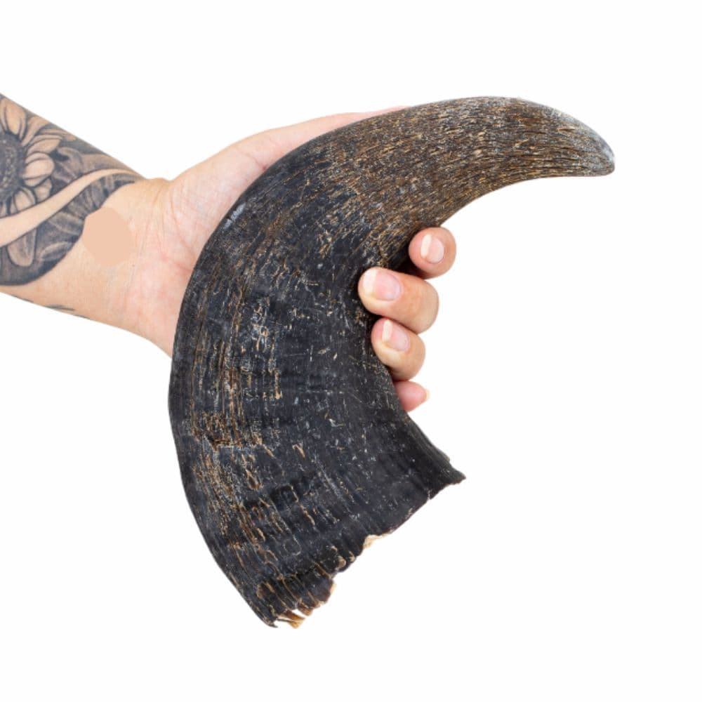 Mordedor Natural Artesanal Chifre de Búfalo Médio Opaparico - 1un